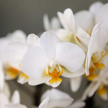 Überraschungsbox-Mix – Pflanzen-Vorteilsbox – Überraschungsbox mit 2 verschiedenen Orchideen (Ø 9 cm)