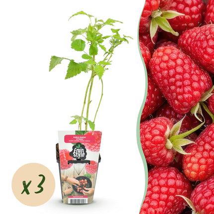 Himbeere - Rubus idaeus Heritage - Rote Himbeere - Ø9cm - 3x