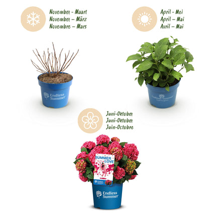Hydrangea Endles Summer Summer Love Red - Hortensia - Rood - ↕20-25cm - Ø14cm - 2x