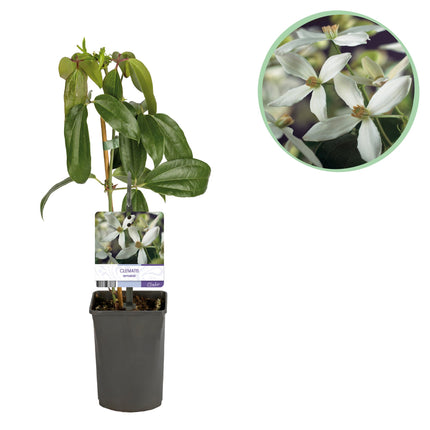 Clematis Armandii - Woodbine - Flor blanca - ↕40cm - Ø11cm