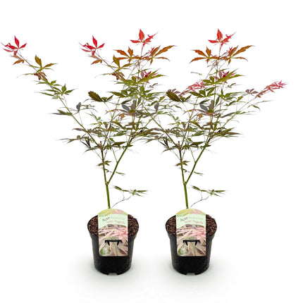 Acero giapponese - Acer palmatum Sumi-nagashi - Rosso - ↕70cm - Ø19cm - 2x