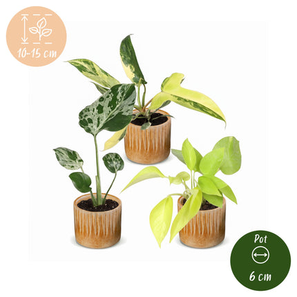 Baby Planten Tropical Mix - Diversen 3x - Tropisch - incl. Linnea Honey - Ø6cm - ↕10-15cm