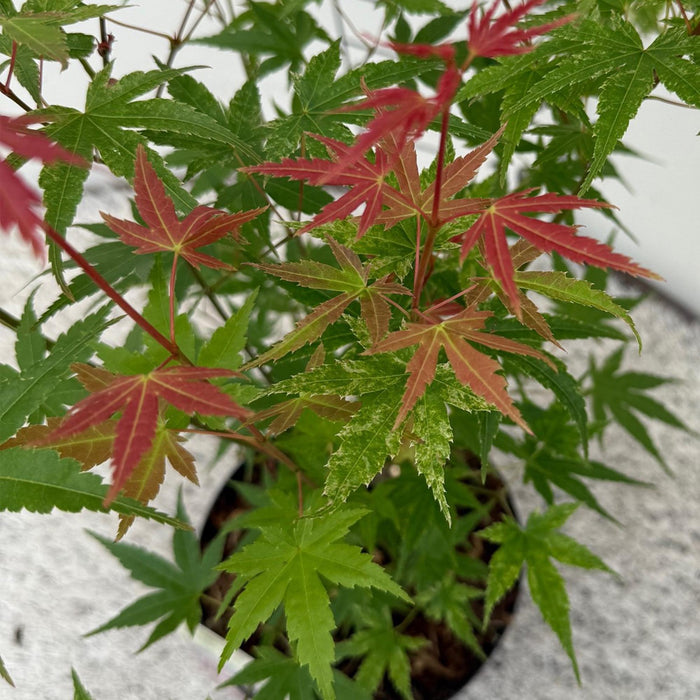 Acer palmatum Phoenix - Rosa - 3 Pflanzen - Laubabwerfend - Pflegeleicht - Topf 12 cm, Höhe 35 cm