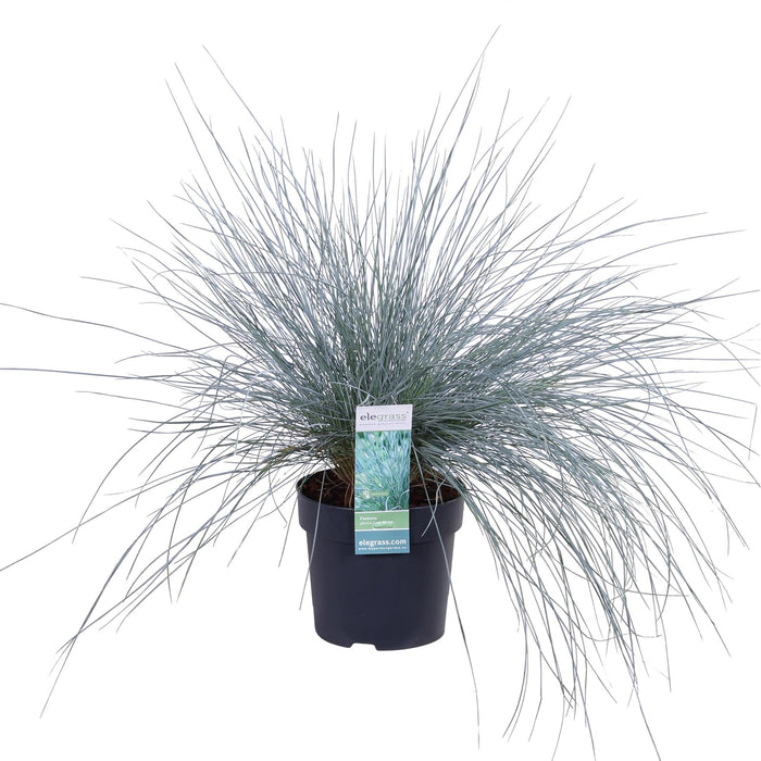 Festuca glauca Azura Blue - Blauw Schapengras - ↕30cm - Ø14cm