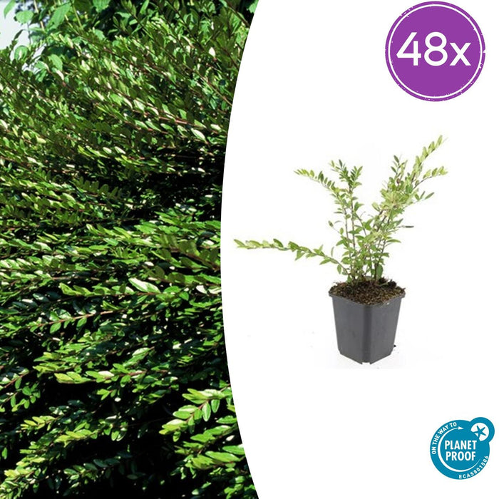 Lonicera pileata 'Purple Pearl' - ↕10-25cm - Ø9cm - 48x