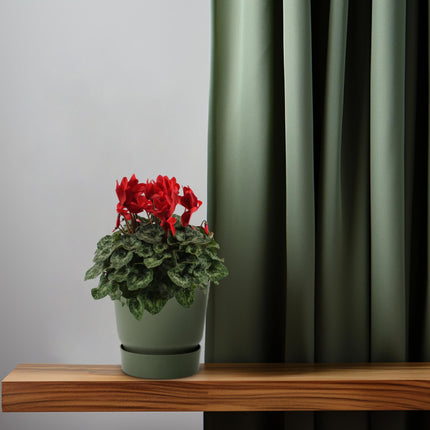 Red Cyclamen - ↕40cm - Ø17cm