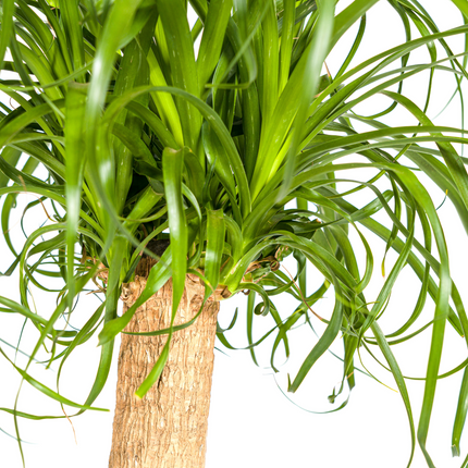 Beaucarnea Recurvata Stem with basket - Elephant's Foot Plant - ↕80-100cm - Ø24cm