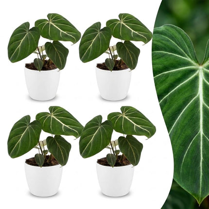 Philodendron Gloriosum - Glorie Philodendron - 4x - met Potter Wit - Pot 12cm - Hoogte - 25cm