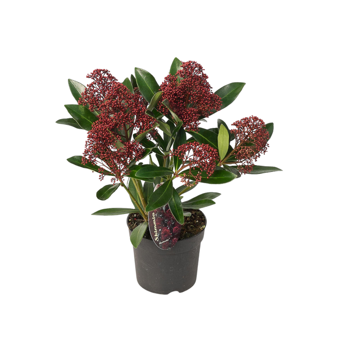 Skimmia 'Rubella' – ↕20-25 cm - Ø10,5 cm - 3x