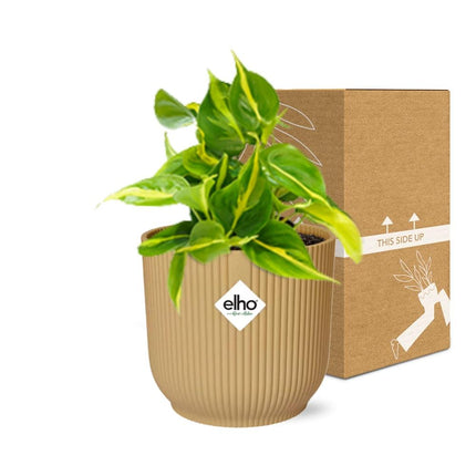 Philodendron Scandens 'Brasil' i elho Vibes Fold Ø14cm gul