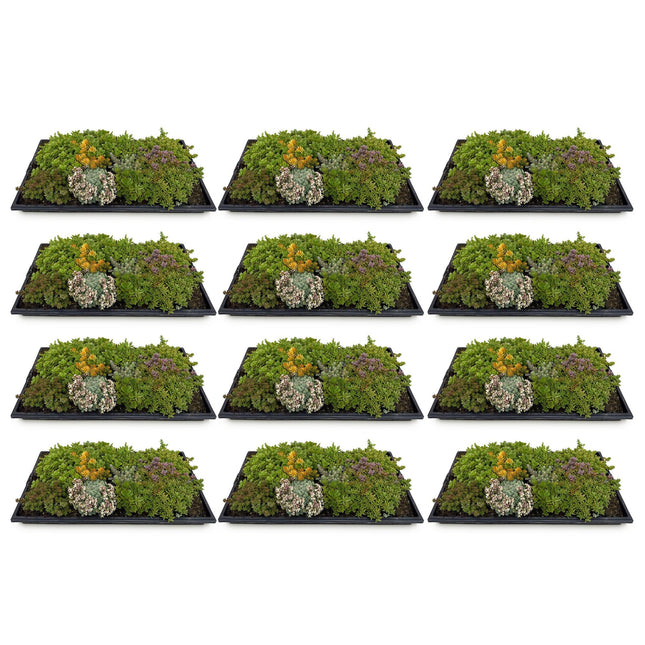Tapete de sedum - Consta de 10 variedades - x12 - Largo 50 Ancho 30