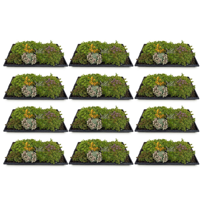 Bodembedekker - Winterhard - Sedum mat - Bestaat uit 10 soorten - X12 - Weinig Onderhoud - Lengte 50 Breedte 30