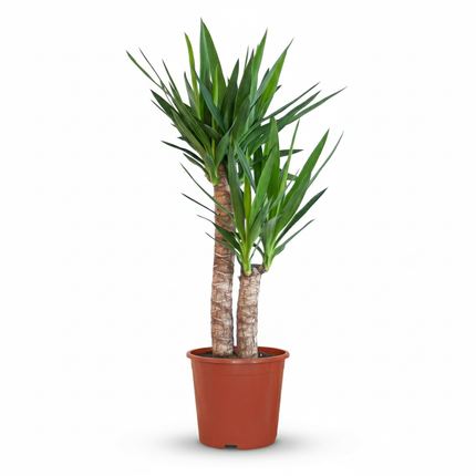 Yucca (Palmlelie) - Yucca Elephantipes - ↕80-90cm - Ø21cm