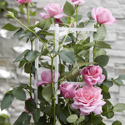 Rosa Crazy in love 'Pink' - Rosa rampicante - ↕65cm - Ø15cm - 3x