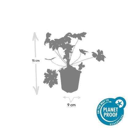 Geranium macrorrhizum 'Ingwersen's Variety' - ↕10-25cm - Ø9cm - 48x