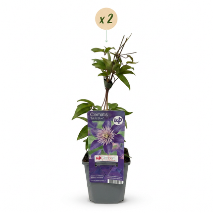 Clematis Multi Blue - Bosrank 2x - Blauw - Klimplant - Ø9cm - ↕35cm