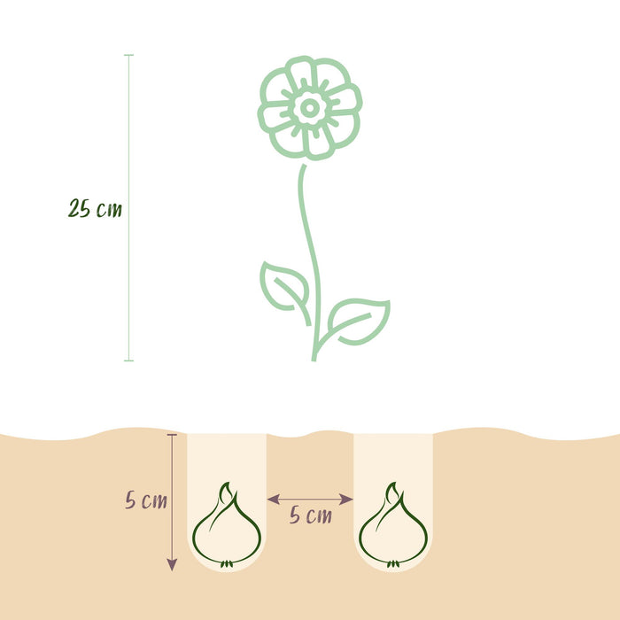 Bloembollen - Eranthis Cilicica - Kleur Geel - 25 stuks - Bolmaat 4/5 - XXL Pack