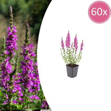 Salicaria grande - Lythrum salicaria - ↕10-25cm - Ø9cm - 60x