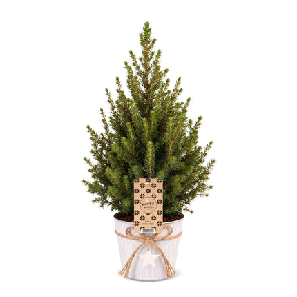 Picea glauca Conica - Kegelspar - Groen - Kerstboom - incl. zinken pot - Ø17cm - ↕65cm