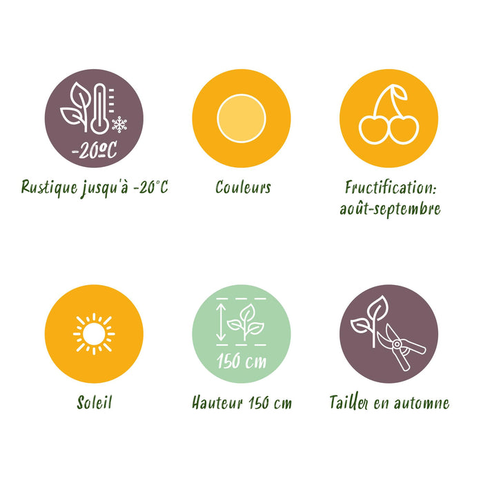 Framboos - Rubus idaeus Fallgold - Winterhard - 6 Planten - Pot 9 cm - Gele Framboos