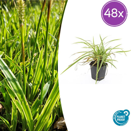 Carex morrowii 'Aureovariegata' - Zegge - ↕10-25cm - Ø9cm - 48x