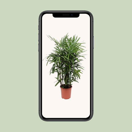 Rhapis Excelsa - Palmera de bambú - ↕120cm - Ø27cm