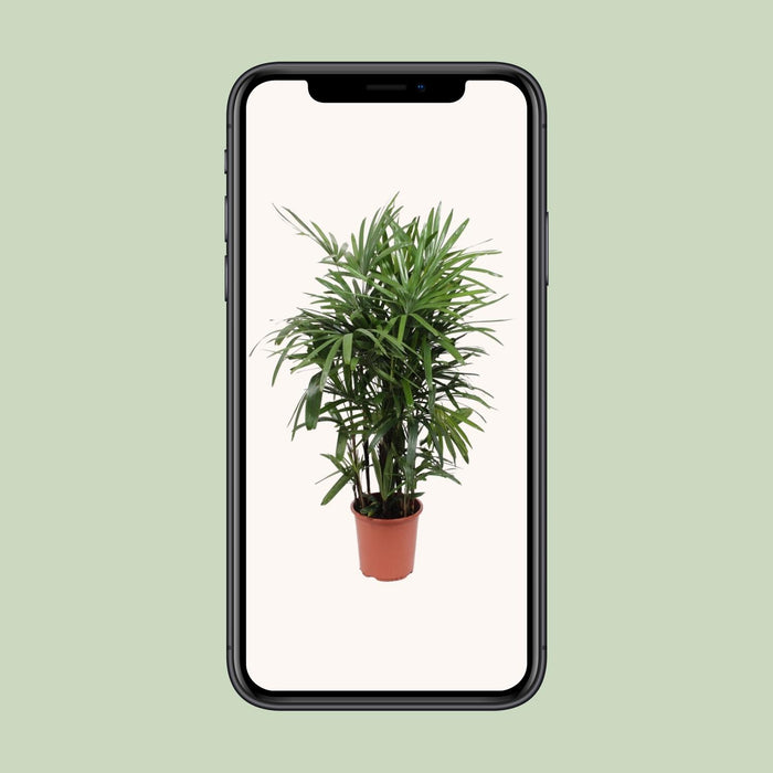Rhapis Excelsa - Bamboepalm - ↕120cm - Ø27cm