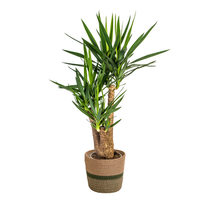 Verzweigte Yucca elephantipes mit Korb - ↕80-100cm - Ø24cm