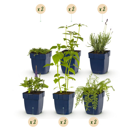 Borderpakket - Geurend - Diversen - Soorten en kleuren - 12 Planten - Pot 11cm - Hoogte 15-25cm