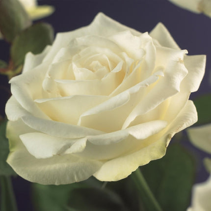 Klimroos - Rosa White Climber - Bloem Wit - Weinig onderhoud - 2 planten - Pot 11cm Hoogte 40cm