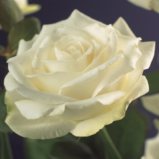 Kletterrose – Rosa White Climber – Weiße Blüten – Pflegeleicht – 2 Pflanzen – Topf: 11 cm, Höhe: 40 cm