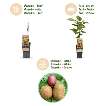 Actinidia Weiki & Hayward, Ken's Red, Golden Kiwi - Kiwiplant - 1 Mannelijke - 3 Vrouwelijke - Groen-Rood-Geel - ↕50cm - Ø15cm - 4x