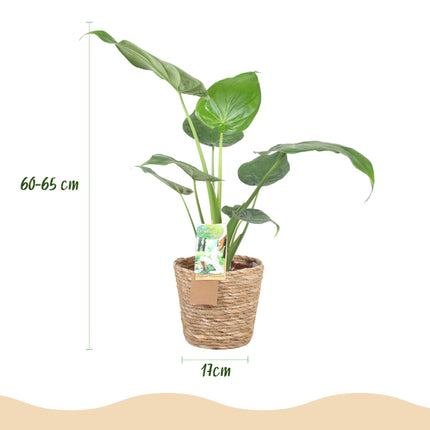 Alocasia Cucullata - Buddha's Hand - with basket - ↕60-65cm - Ø17cm