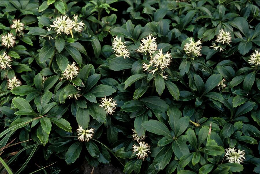 Pachysandra Terminalis 'Green Sheen' - Schaduwkruid - ↕10-25cm - Ø9cm - 20x