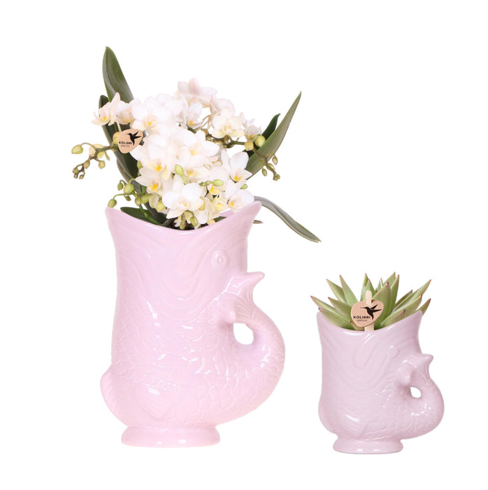 Set van witte orchidee Nazaré en succulent in Fish sierpot roze - potmaat Ø9cm & Ø6cm | bloeiende kamerplant - vers van de kweker