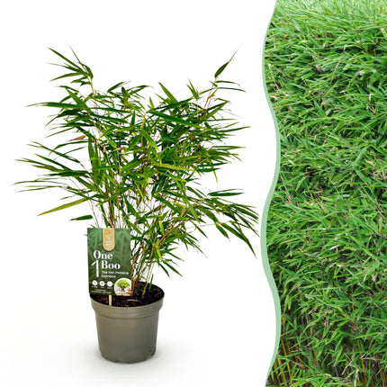 Fargesia Rufa - Niet Woekerende Bamboe - Groen - ↕60cm - Ø17cm