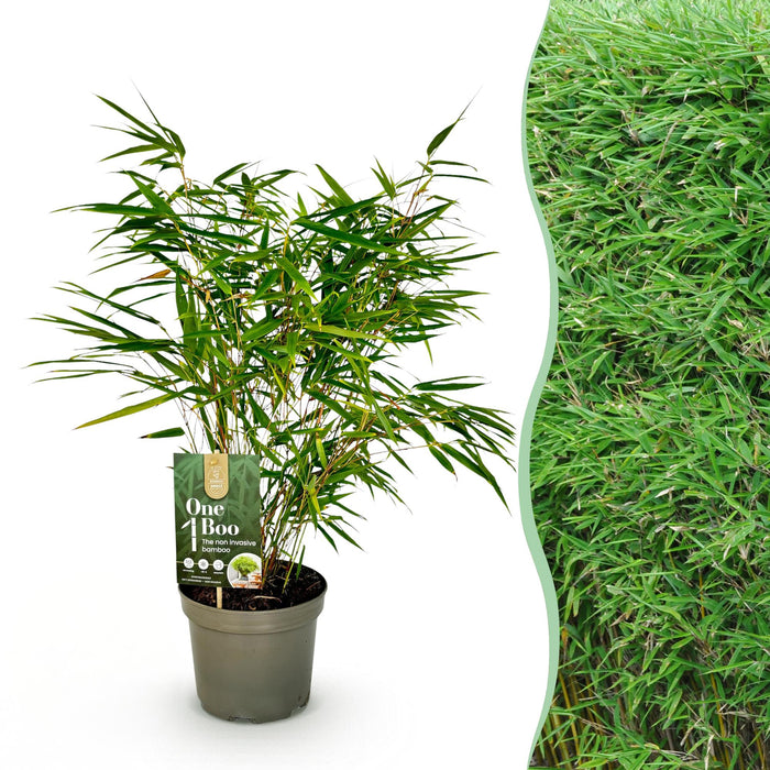 Fargesia Rufa - Niet Woekerende Bamboe - Groen - ↕60cm - Ø17cm