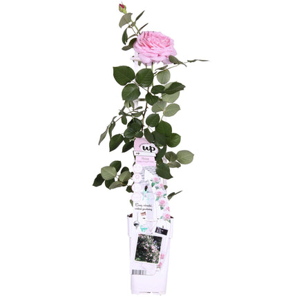 Rosa Crazy in love 'Pink' - Roze Roos - ↕65cm - Ø15cm