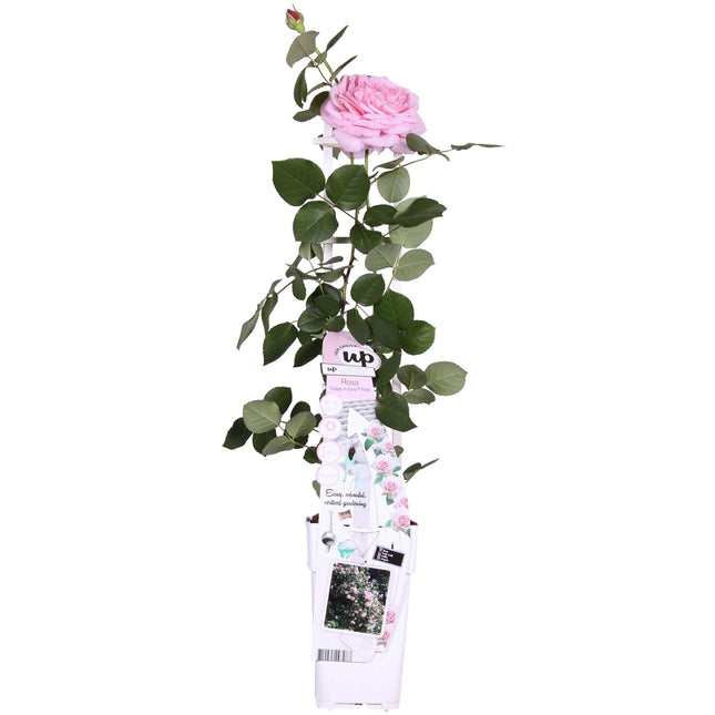 Rosa Crazy in love 'Pink' - Roze Roos - ↕65cm - Ø15cm