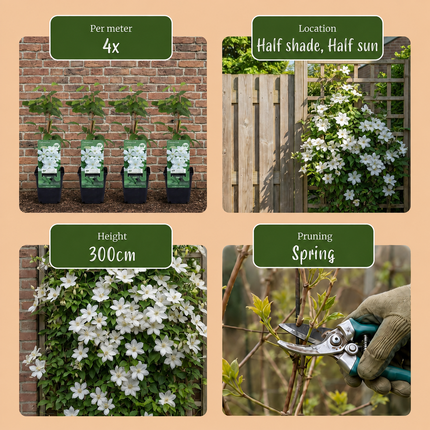 Clematis Jackmanii Huldine - Bosrank 4x - Wit - Klimplant - Ø9cm - ↕35cm
