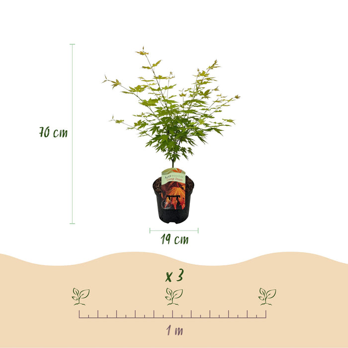 Terrasplant - Japanse Esdoorn - Acer palmatum Orange Dream - Oranje - 2 Planten - Bladverliezend - ↕70cm - Ø19cm