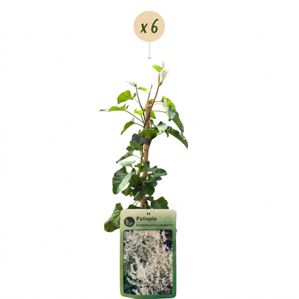 Fallopia aubertii - Bruidssluierplant 6x - Wit - Klimplant - Ø9cm - ↕35cm