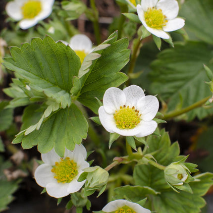 Fragaria x ananassa Delizzimo - Aardbeiplant - ↕45cm - Ø13cm
