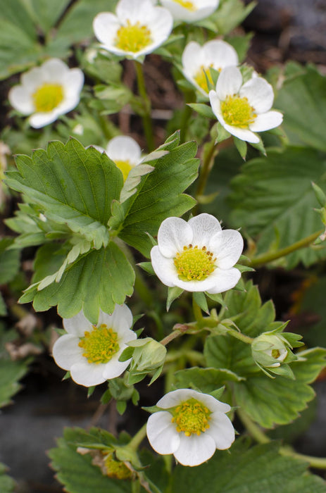 Fragaria x ananassa Delizzimo - Aardbeiplant - ↕45cm - Ø13cm