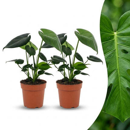 Monstera Deliciosa - Gatenplant - 2x - Pot 12cm - Hoogte - 30cm
