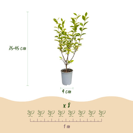 Ligustrum ovalifolium Aureum - Bontbladige Liguster - 16x Haagplanten - Groenblijvend - Bont - Pot 9cm - Hoogte 35-45cm