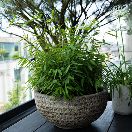 Fargesia Rufa - Niet Woekerende Bamboe - Groen - ↕60cm - Ø17cm