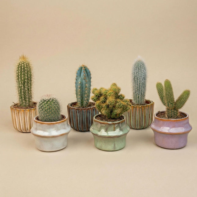 Sukkulenter sæt med 6 i keramiske minipotter Barcelona - ↕8-12cm