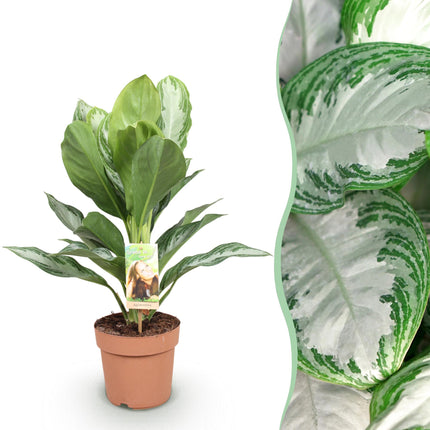 Aglaonema Silver Bay - Silver Leaf - ↕70-75cm - Ø17cm