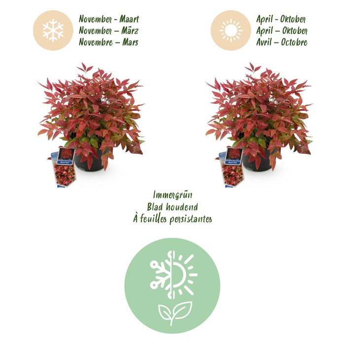 Nandina Blush Pink - Donker Roze - 2 Planten - Groenblijvend - Weinig Onderhoud - Pot 17cm Hoogte 40cm